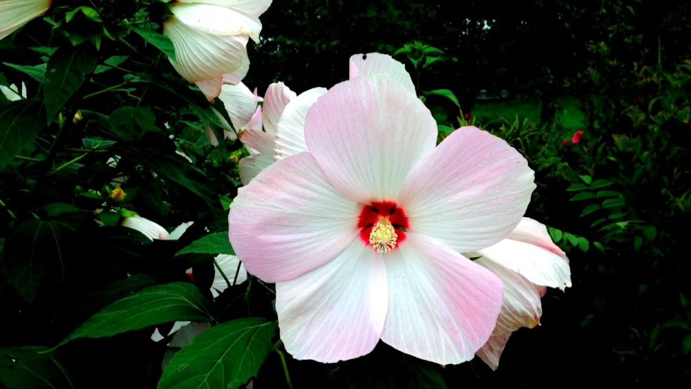 Hibiskus