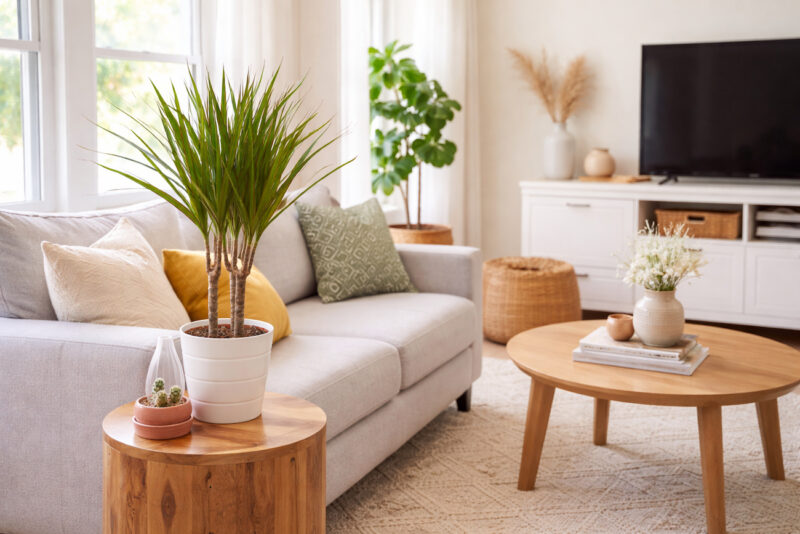 Svetao dnevni boravak sa sivom sofom i dracenom u beloj saksiji na drvenom stočiću pored prozora